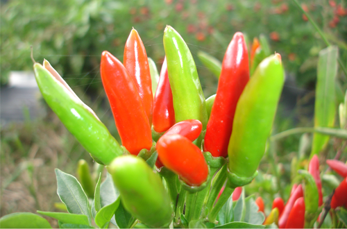 Chillies
